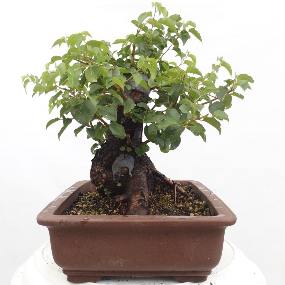 Vonkajšie bonsai - Mahalebka - Prunus mahalieb