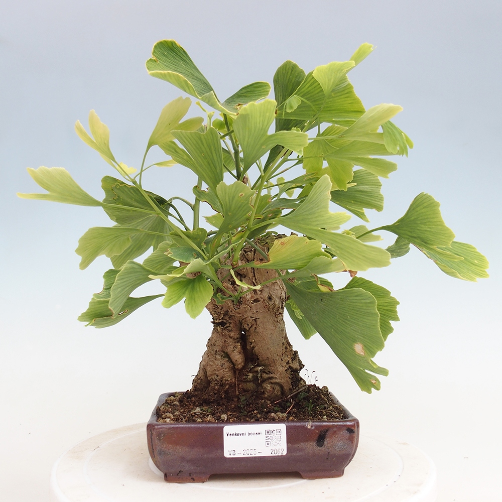 Vonkajší bonsai - Jinan dvojlaločný - Ginkgo biloba