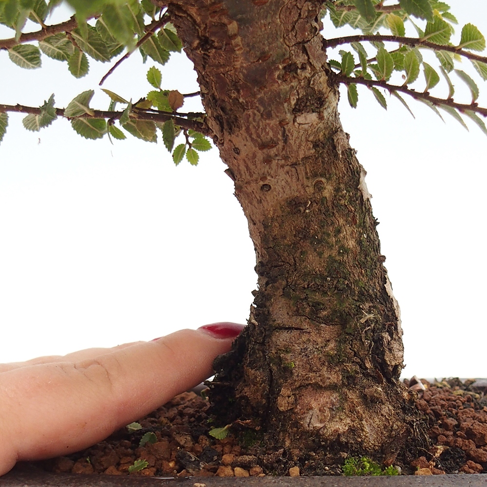 Vonkajší bonsai - Ulmus parvifolia Hokkaido - brest Čínsky