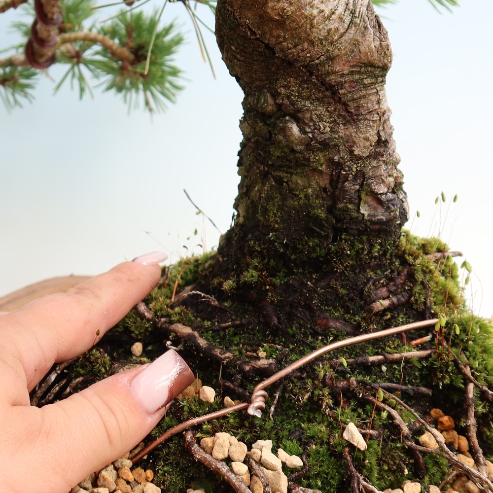 Vonkajšie bonsaje – Pinus mugo Humpy – borovica krivá