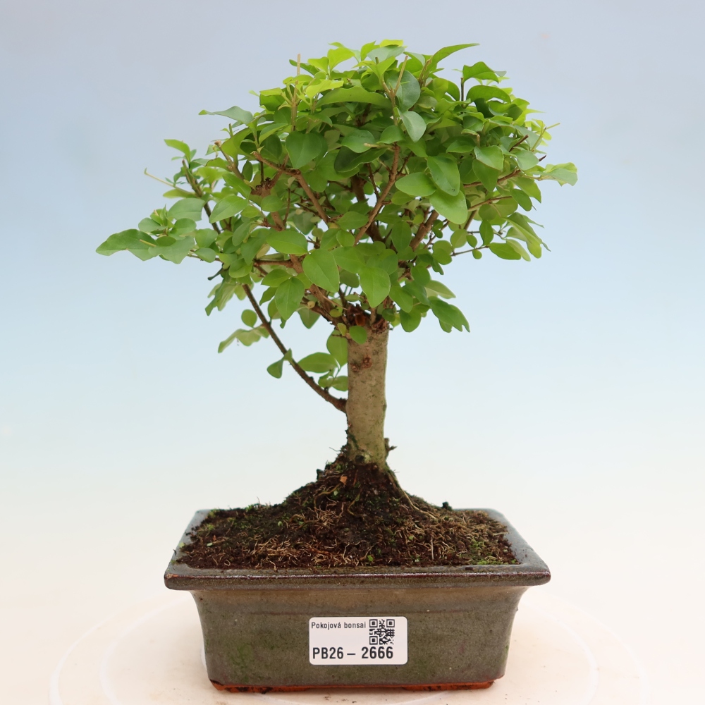 Izbový bonsaj -Ligustrum chinensis - Vtáčí zobák