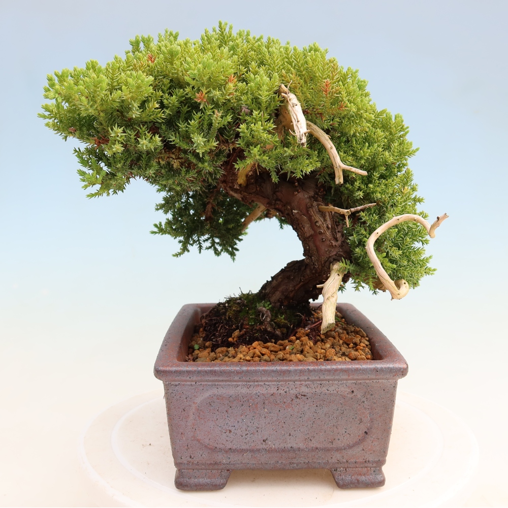 Vonkajší bonsai – Juniperus procumbens – Jalovec ležiaci