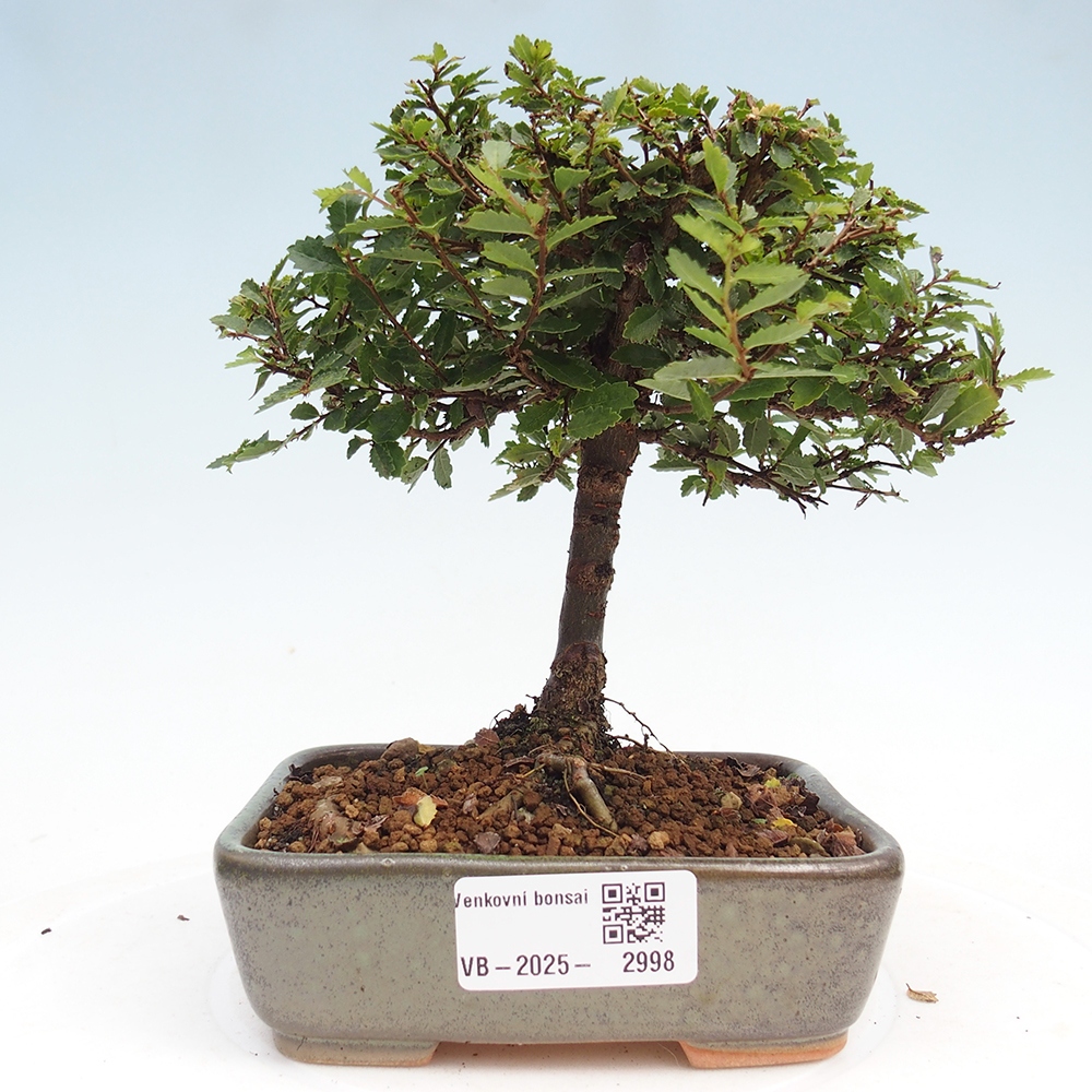 Vonkajší bonsai - Ulmus parvifolia Sagei - Malolistý brest