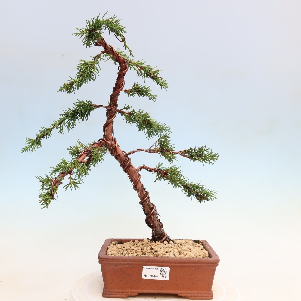Vonkajší bonsaj - Juniperus chinensis Kishu