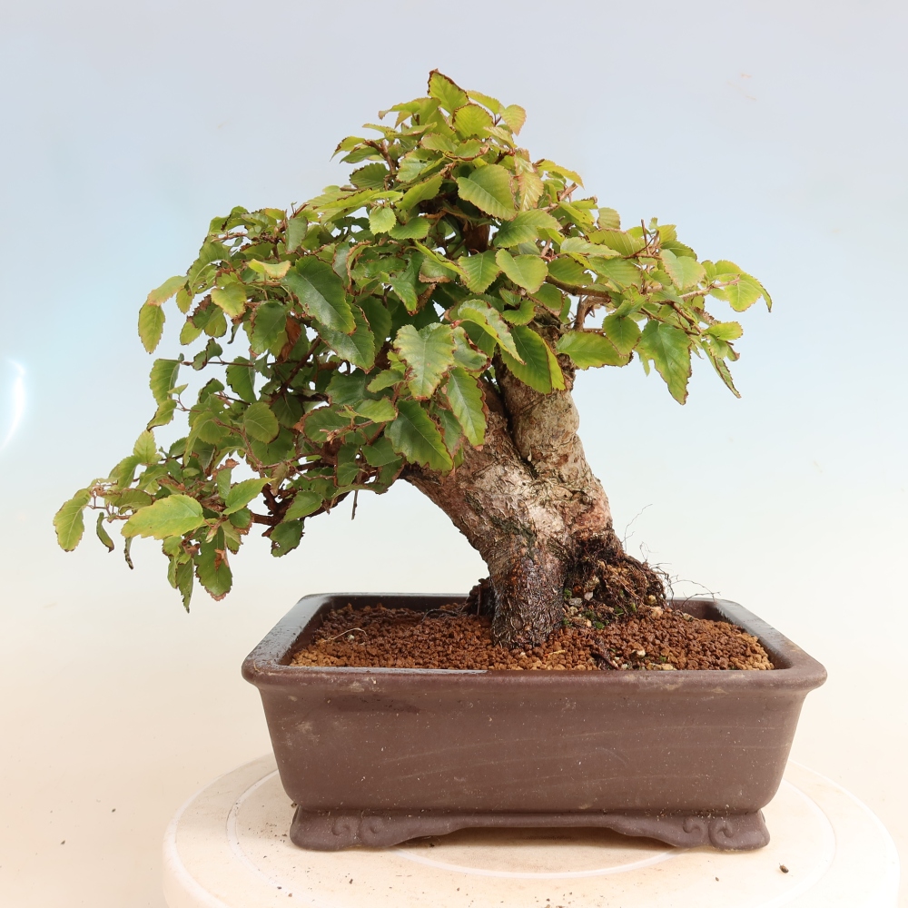 Vonkajšie bonsaje -Carpinus CARPINOIDES - Hrab kórejský