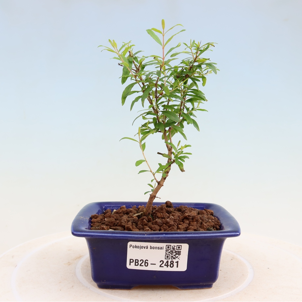 Izbový bonsaj-PUNICA granatum nana-Granátové jablko