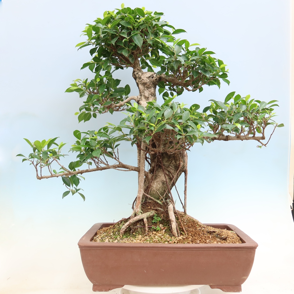 Izbové bonsaje - Ficus kimmen - drobnolistý fikus