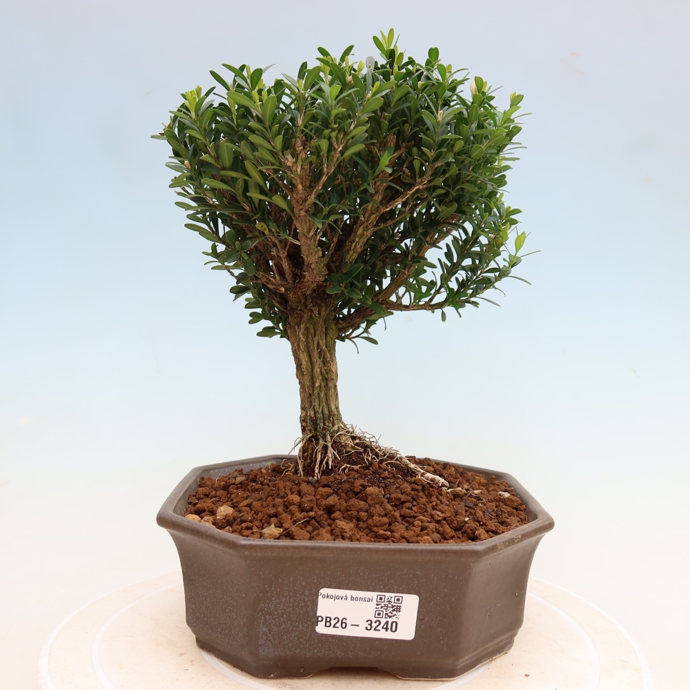 Izbové bonsaje - Buxus harlandii - korkový buxus