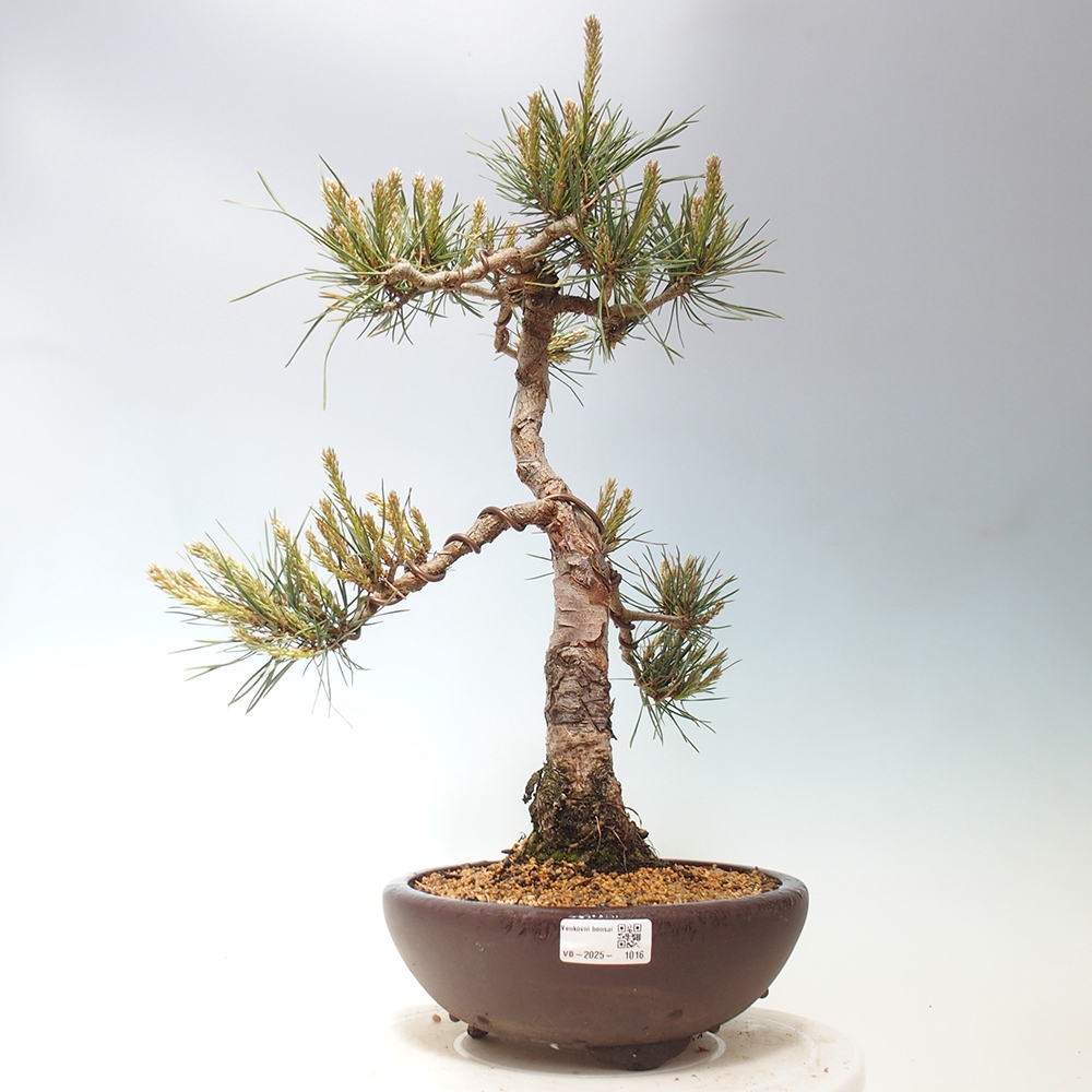 Vonkajšie bonsai - Pinus Sylvestris - Borovica lesná