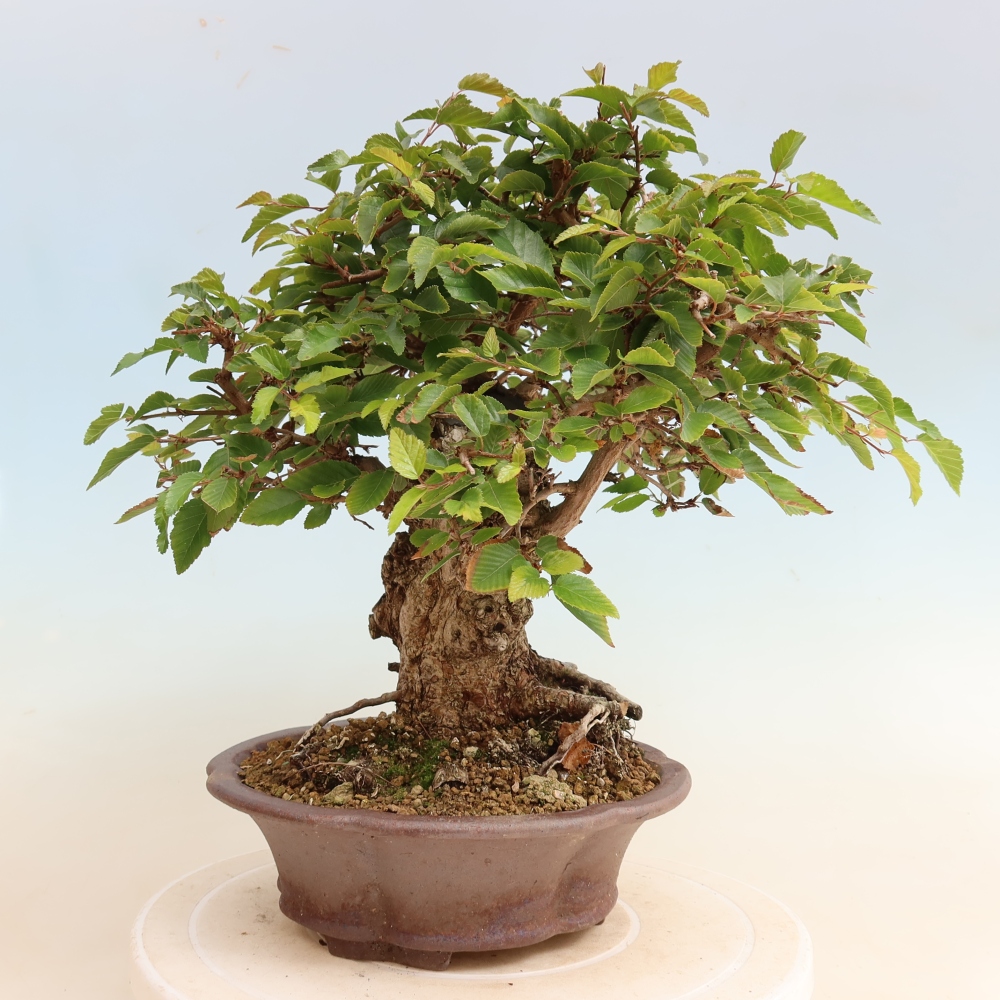 Vonkajšie bonsaje -Carpinus CARPINOIDES - Hrab kórejský