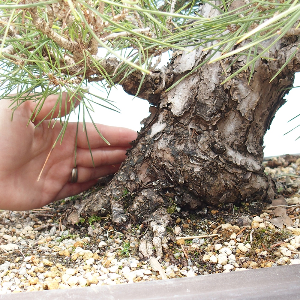 Vonkajšie bonsaje - Pinus thunbergii - borovica Thunbergova