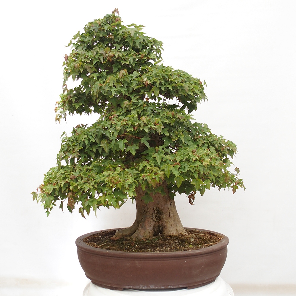 Vonkajšie bonsai - Javor Buergerianum - Javor Burgerův
