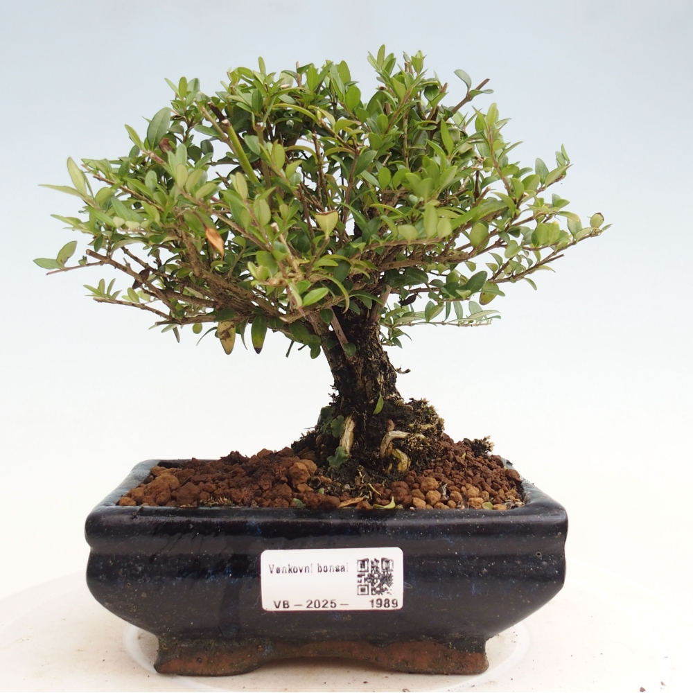 Vonkajší bonsai-Lonicera nitída Twiggy-Zimolez