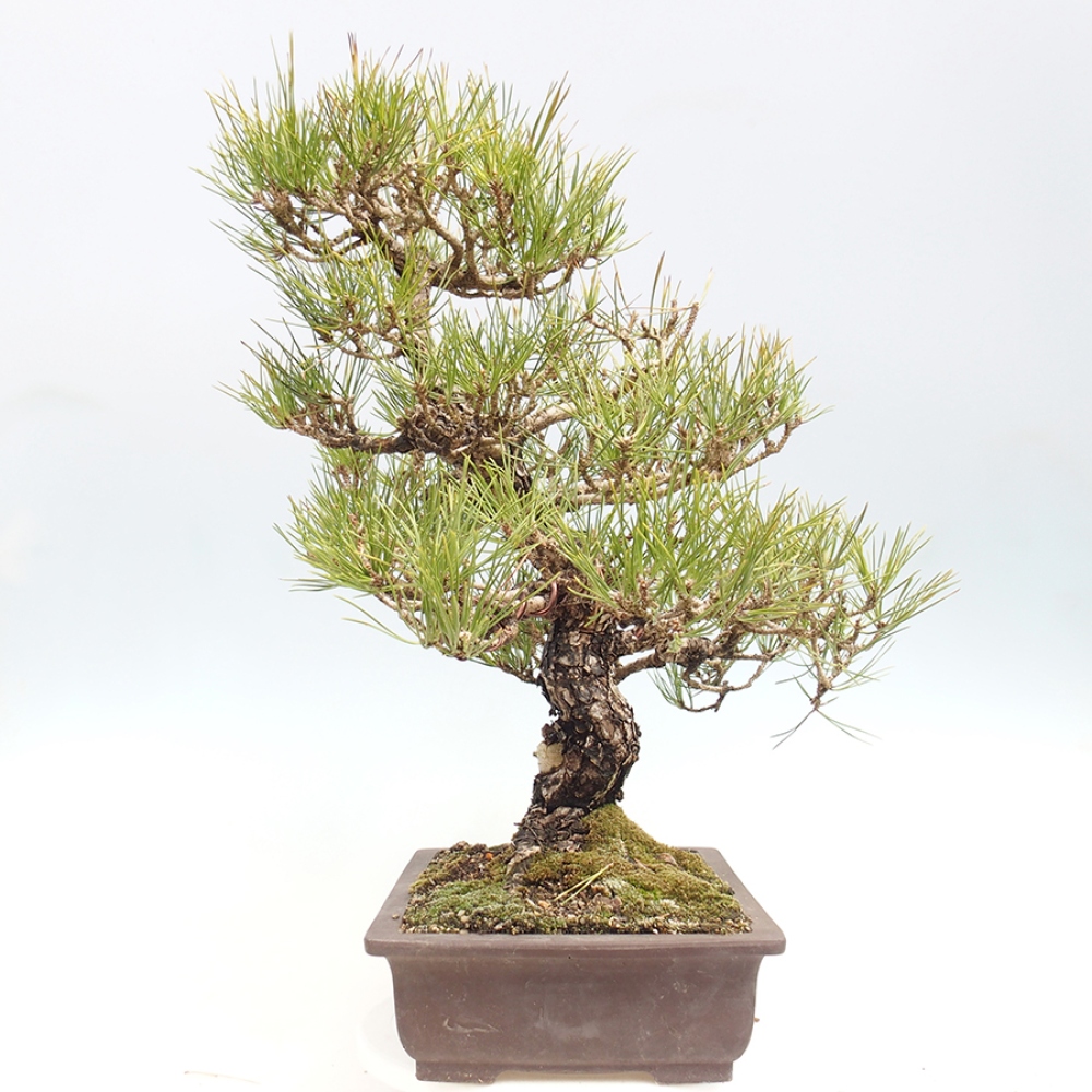 Vonkajšie bonsaje - Pinus thunbergii - borovica Thunbergova