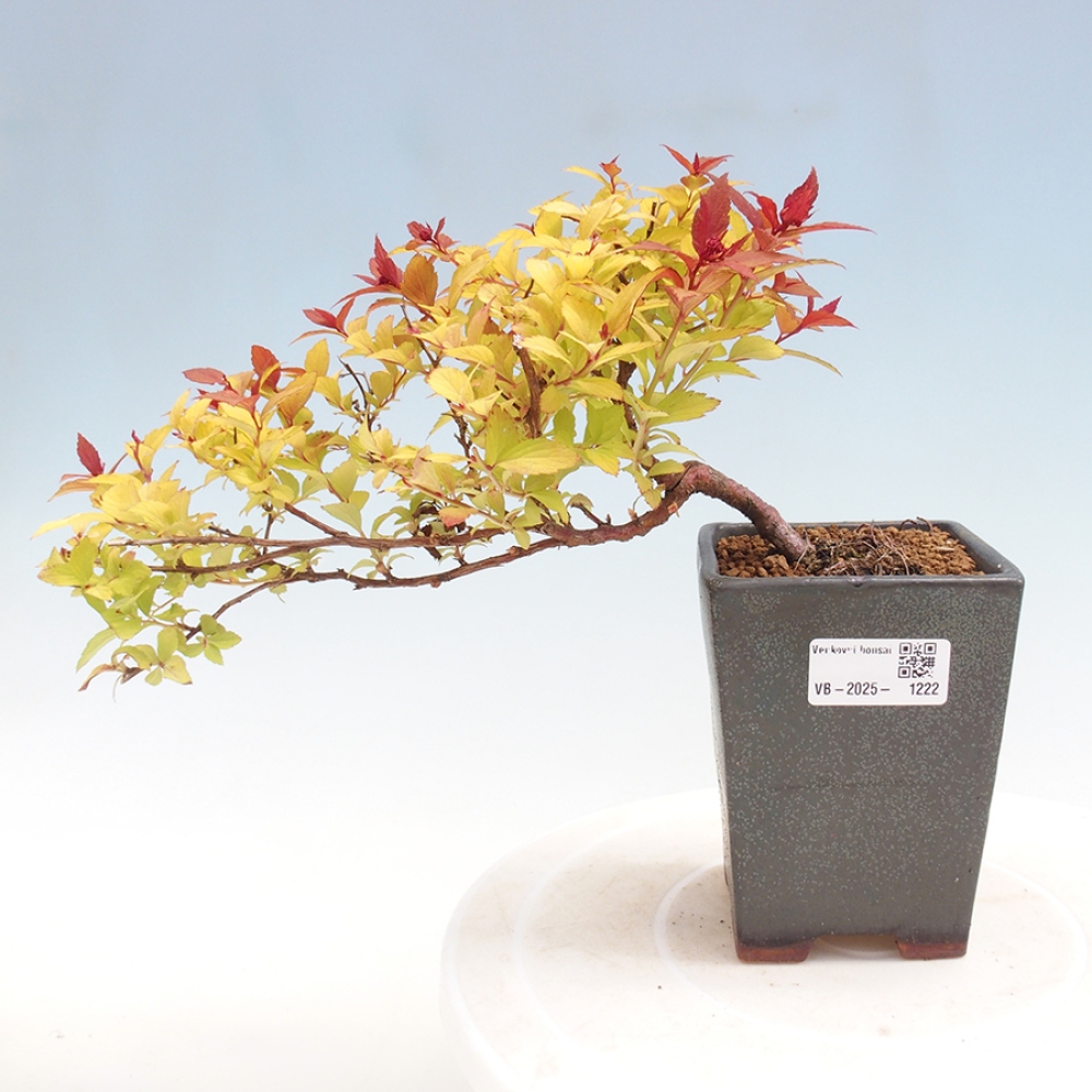 Vonkajší bonsai - tavoľník - Spirae Aurea