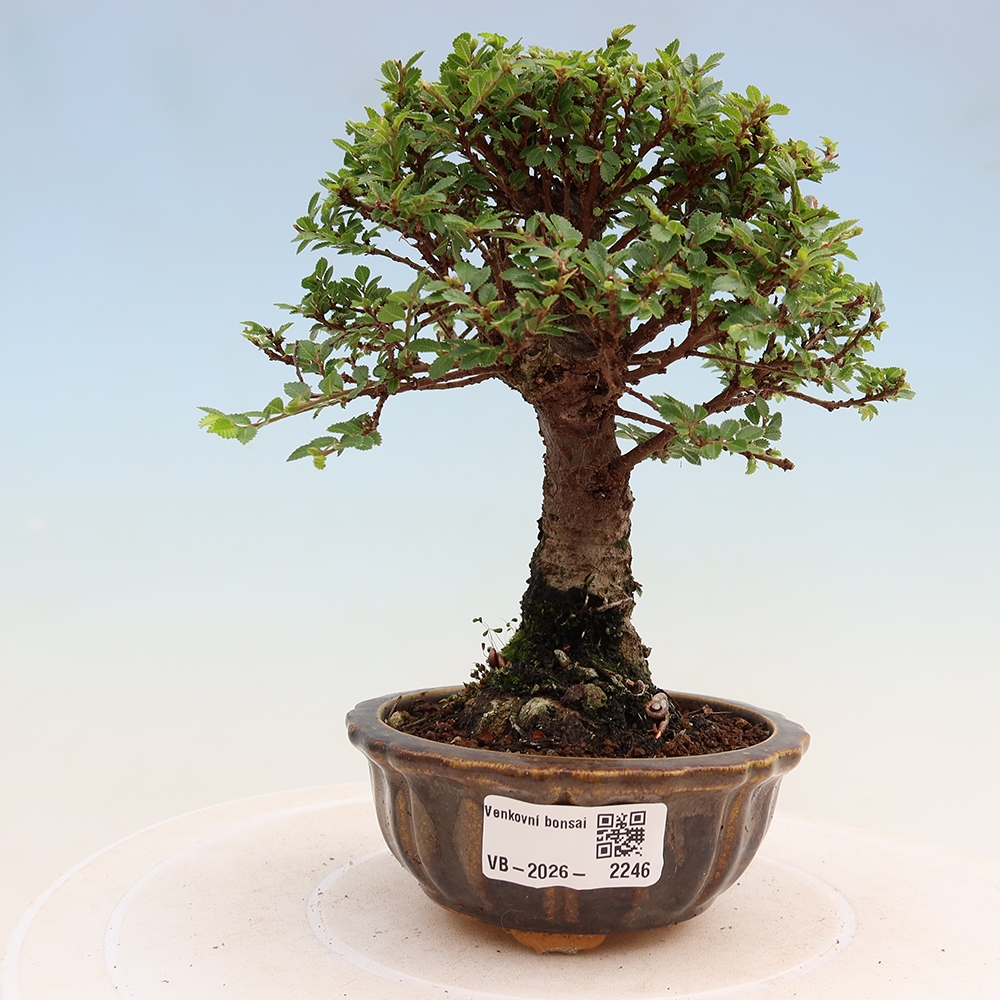 Vonkajší bonsai – Ulmus parvifolia Sagei – javor malolistý