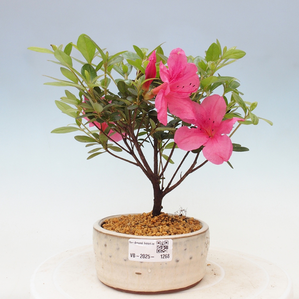 Vonkajší bonsai - Japonská azalka - Azalea sp.