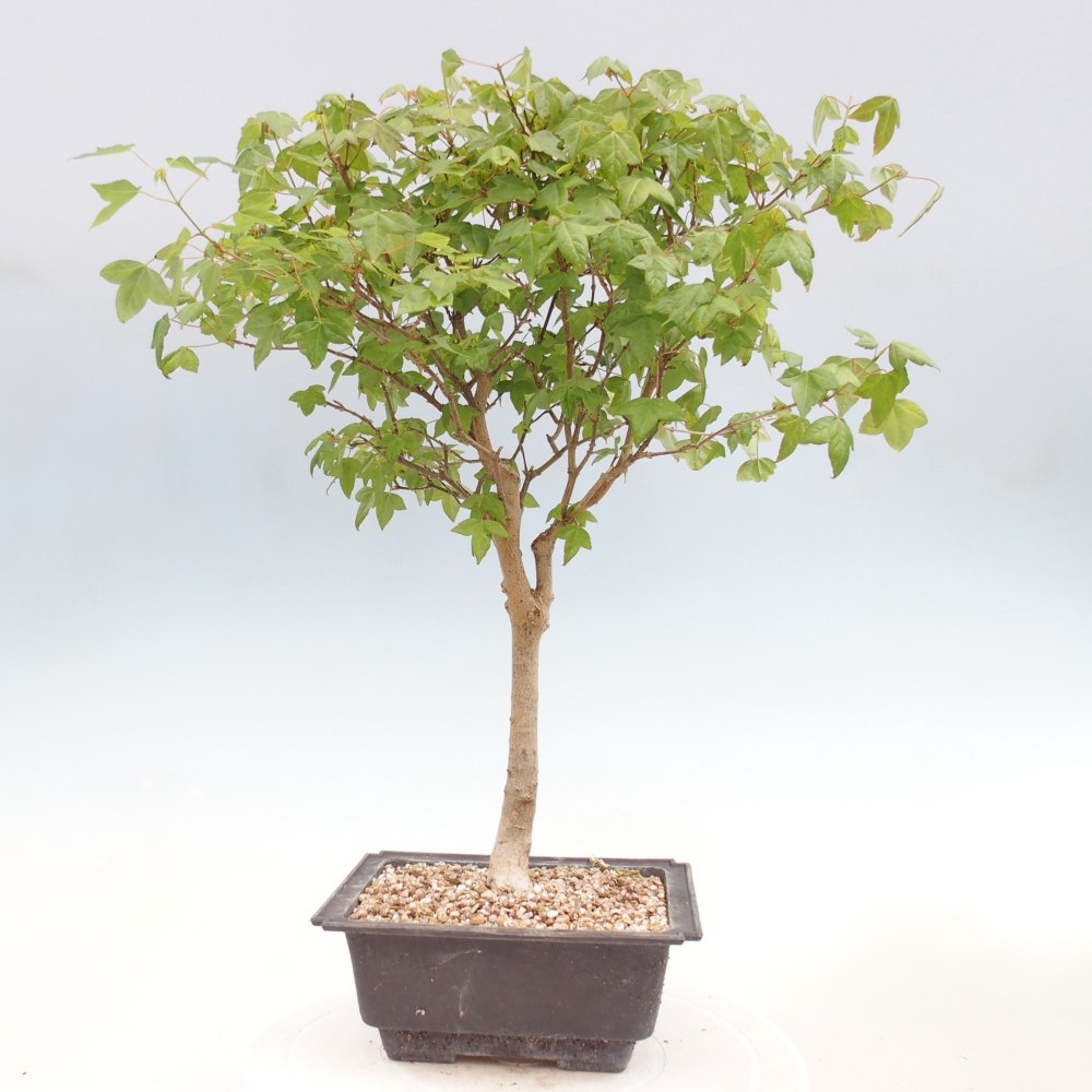Vonkajšia bonsaj - Acer Buergerianum - Hamburgerový javor