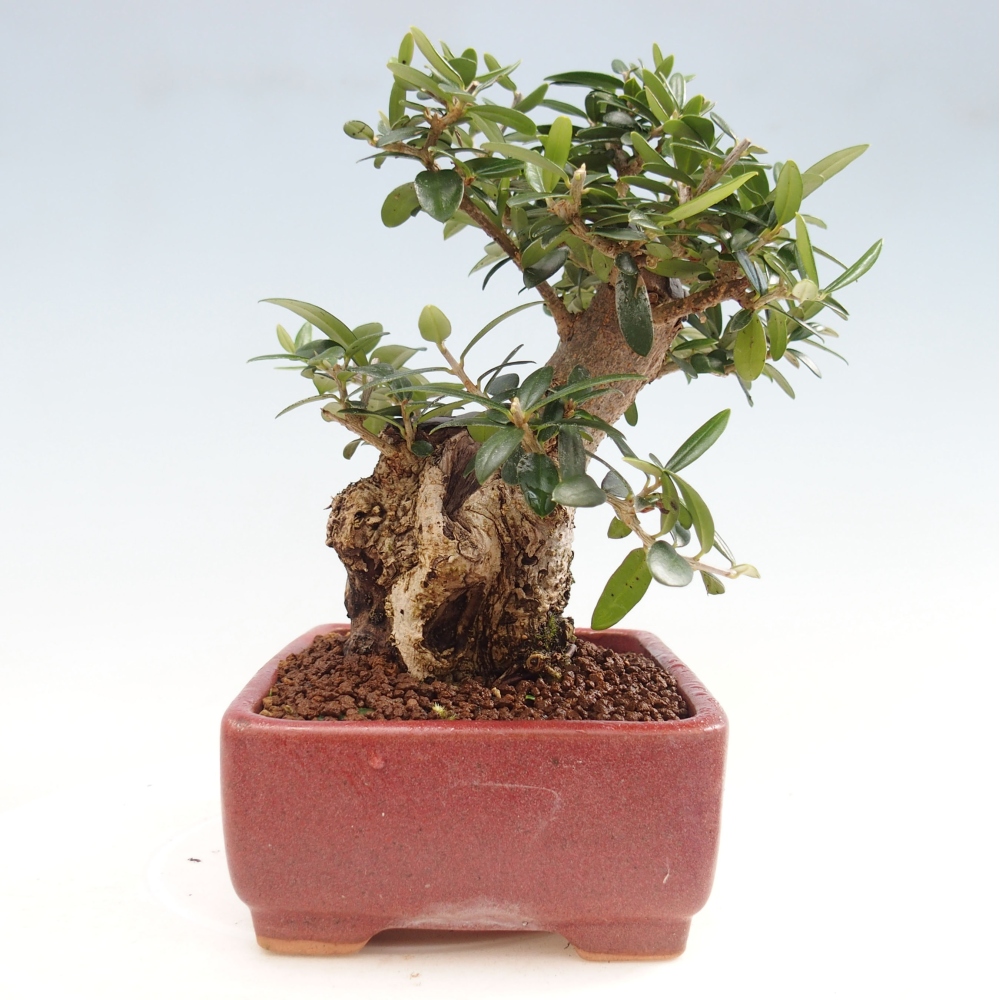 Izbová bonsai - Olea europaea sylvestris -Oliva evropská drobnolistá