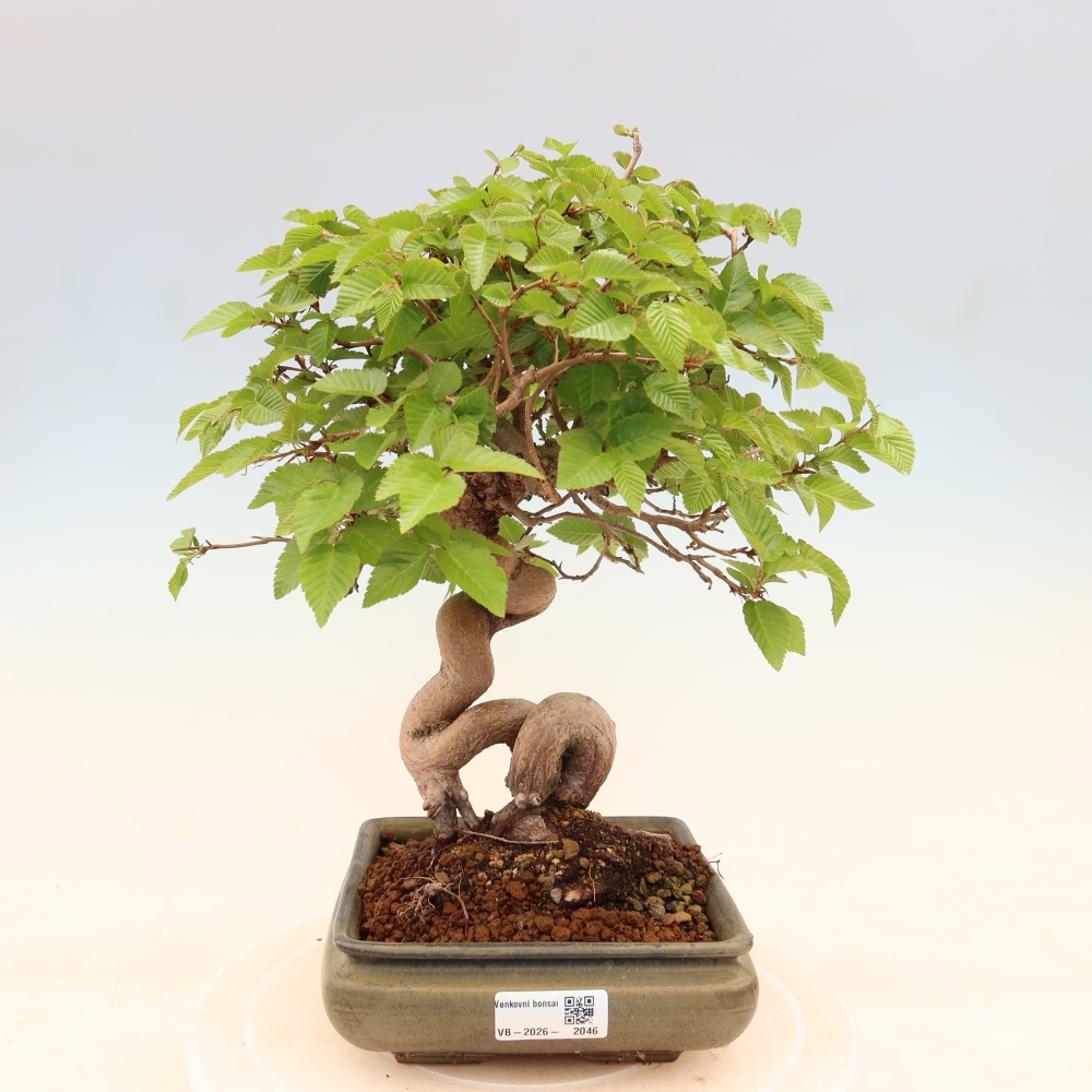 Vonkajší bonsaj -Carpinus coreana - Hrab kórejský