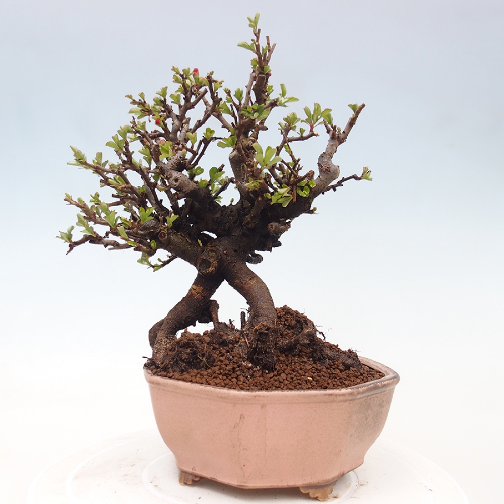 Vonkajšie bonsaje - Chaneomeles speciosa - Kdoule