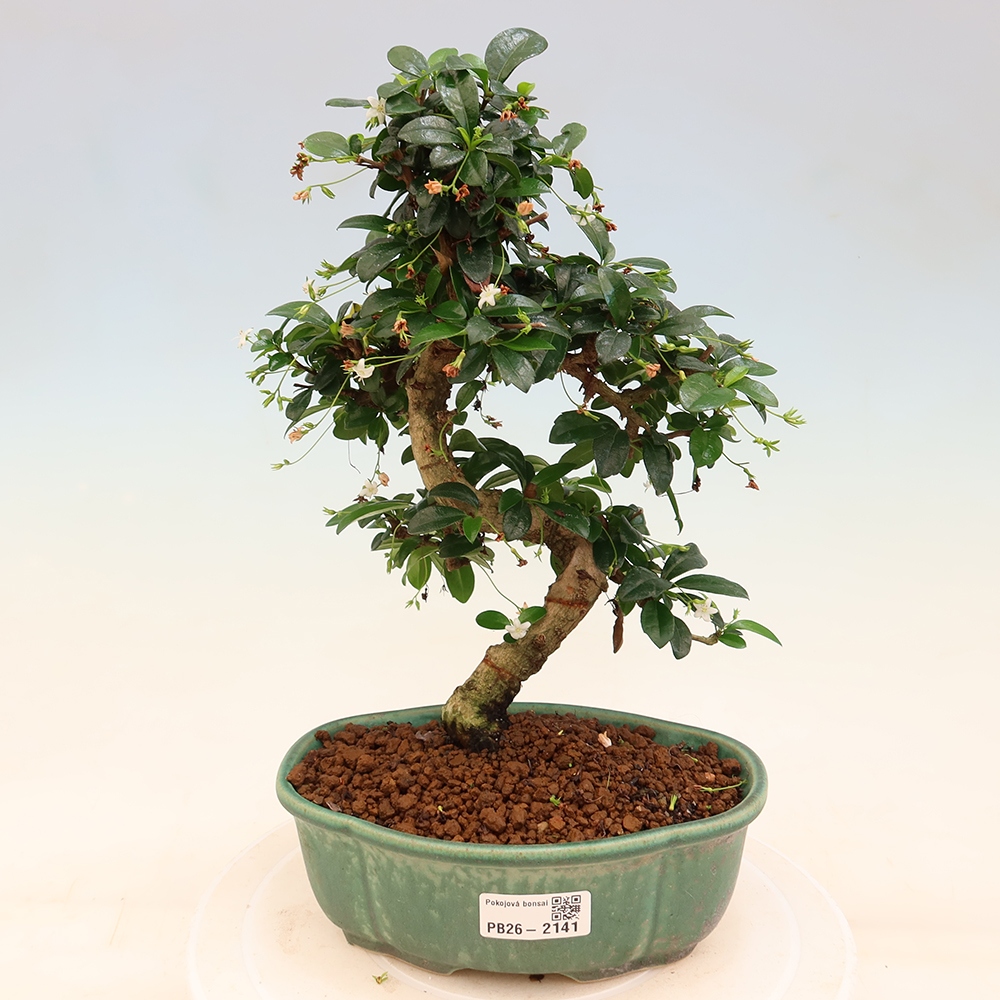 Izbové bonsaje - Carmona macrophylla - Tea fuki
