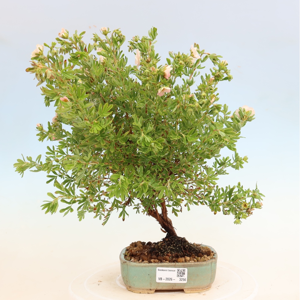 Vonkajší bonsai – kríkovitá mochna – Potentila fruticosa Bellissima