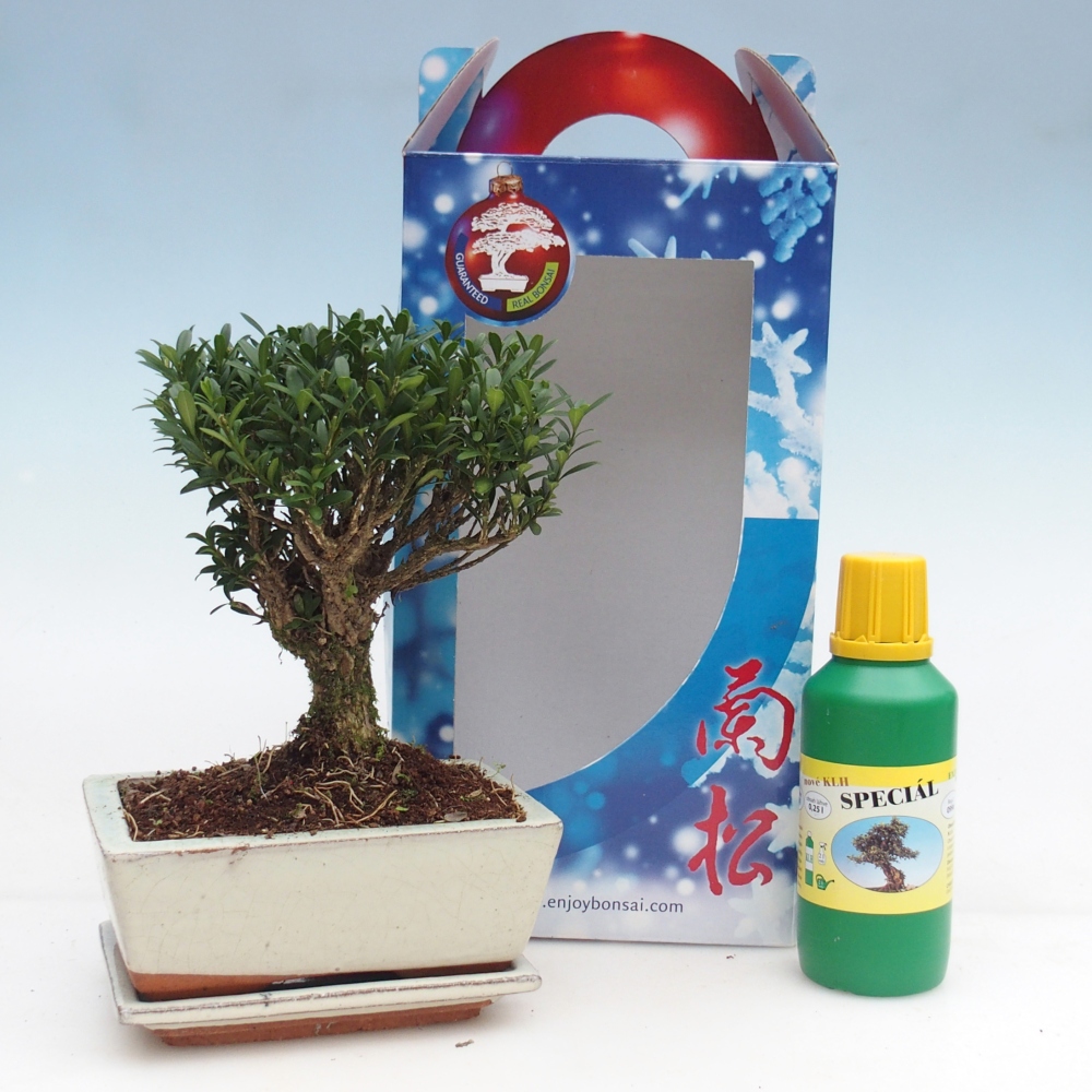 Izbový bonsaj v darčekovej krabici Buxus harlandii - korkový buxus