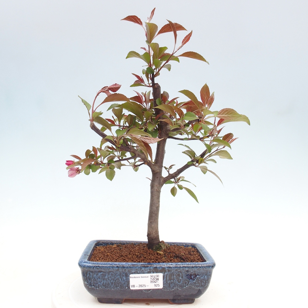 Vonkajší bonsai -Malus domestica - Maloplodá jabloň červenolistá