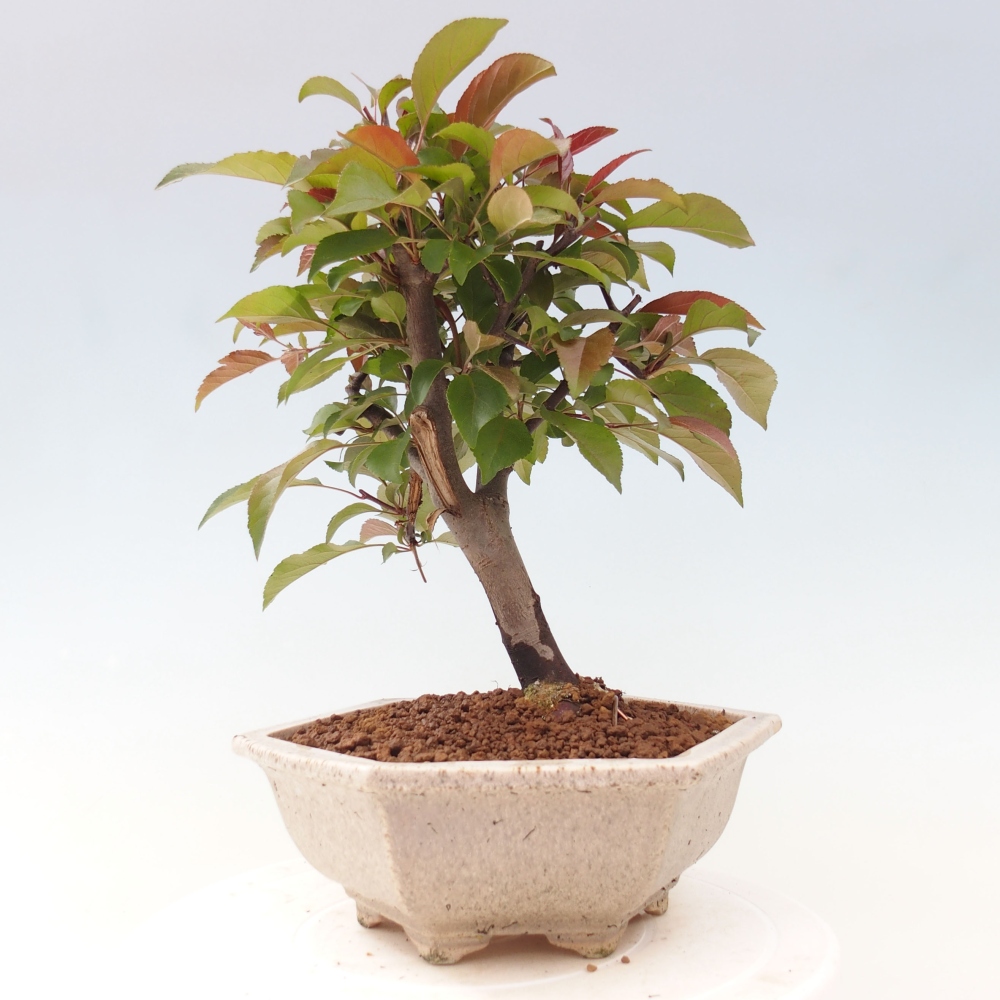 Vonkajší bonsai -Malus domestica - Maloplodá jabloň červenolistá