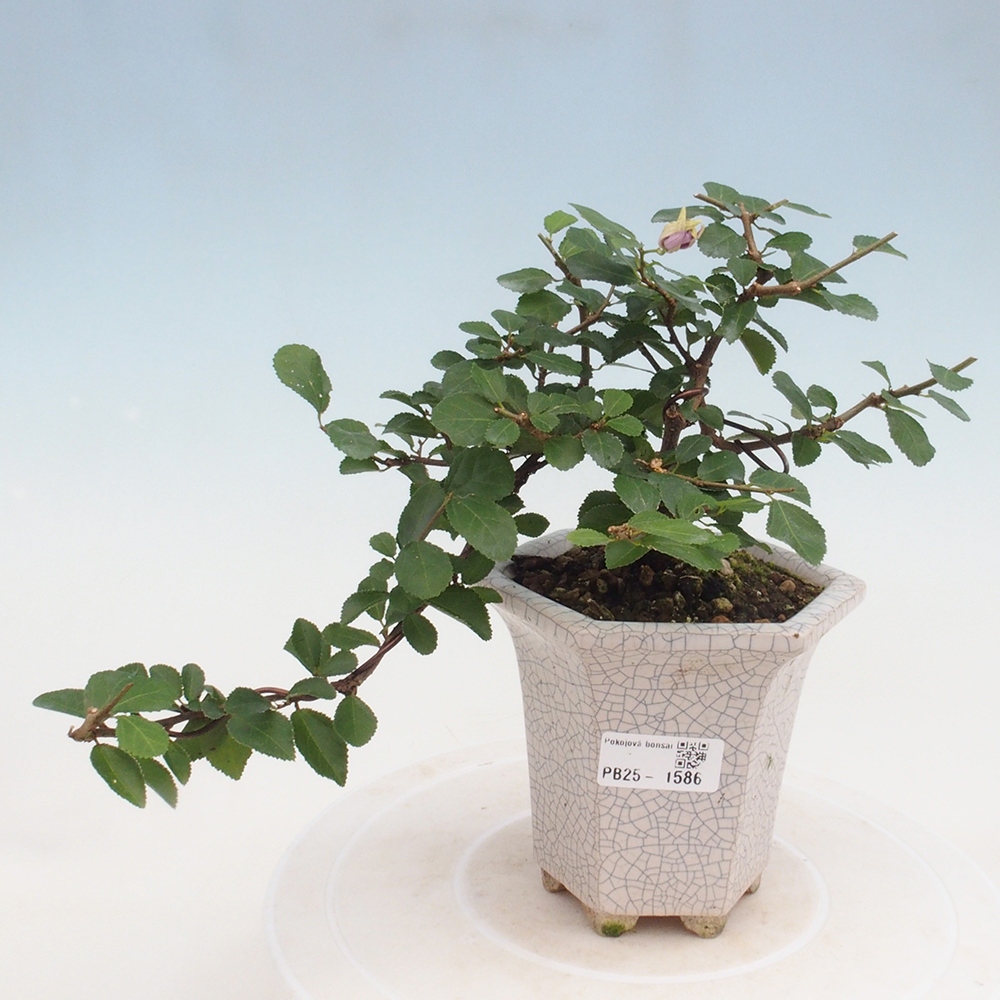 Izbová bonsai - Grewia occidentalis - Hviezdica levanduľová