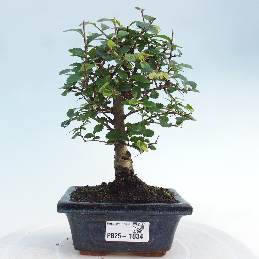 Izbová bonsai - Ulmus parvifolia - Malolistý brest