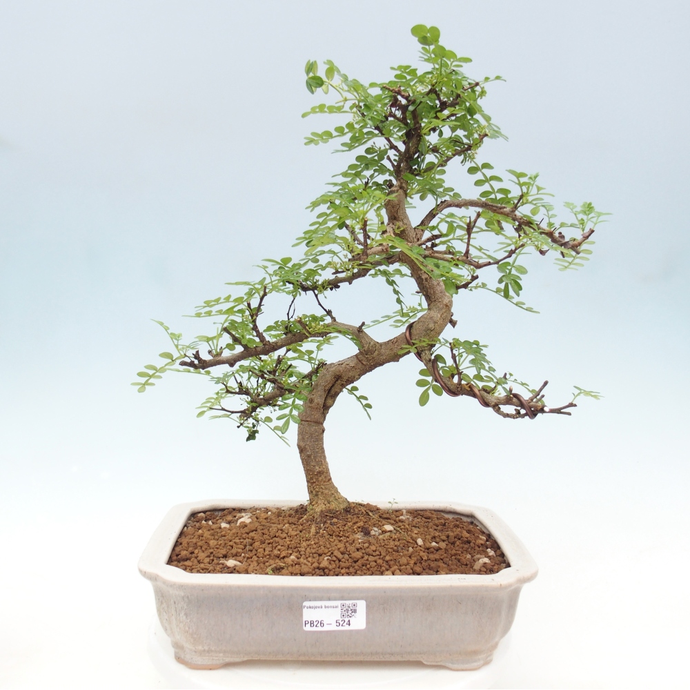 Izbová bonsai - Zantoxylum piperitum - korenistý