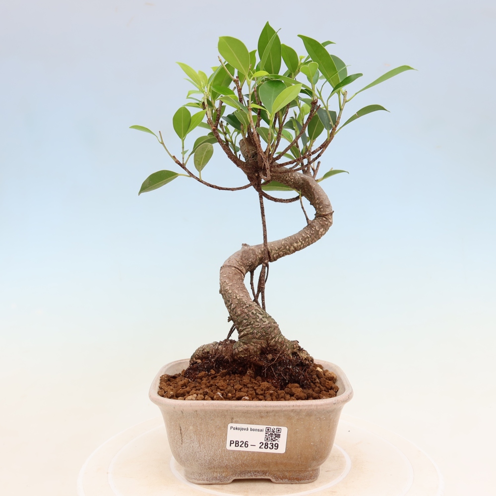 Izbové bonsaje - Ficus kimmen - drobnolistý fikus