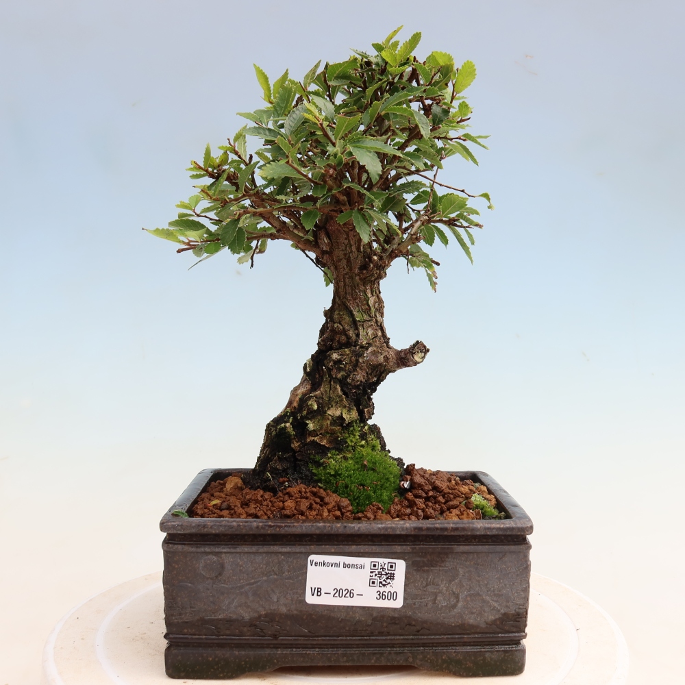 Vonkajšie bonsaje - Zelkova - Zelkova NIRE