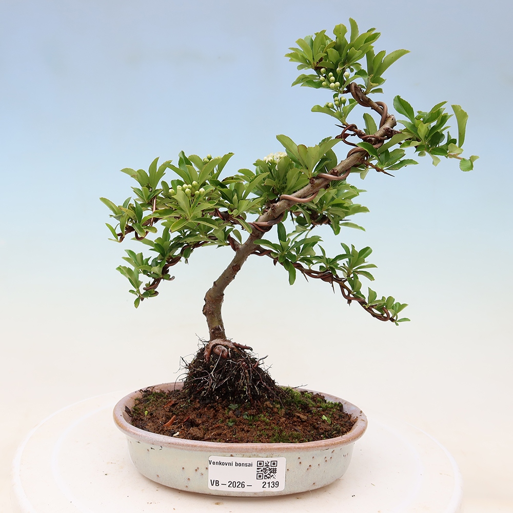 Vonkajší bonsai – Pyracantha teton – hlohovec šarlátový