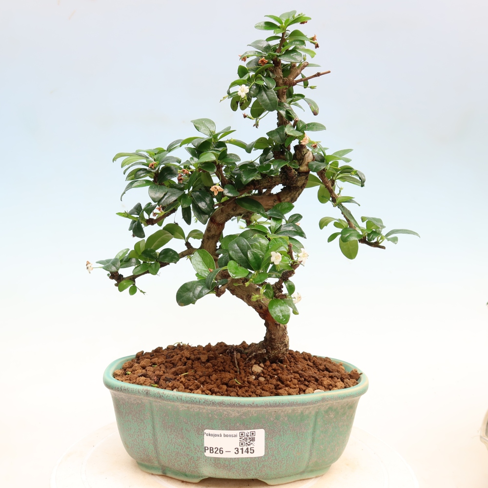 Izbové bonsaje - Carmona macrophylla - Tea fuki