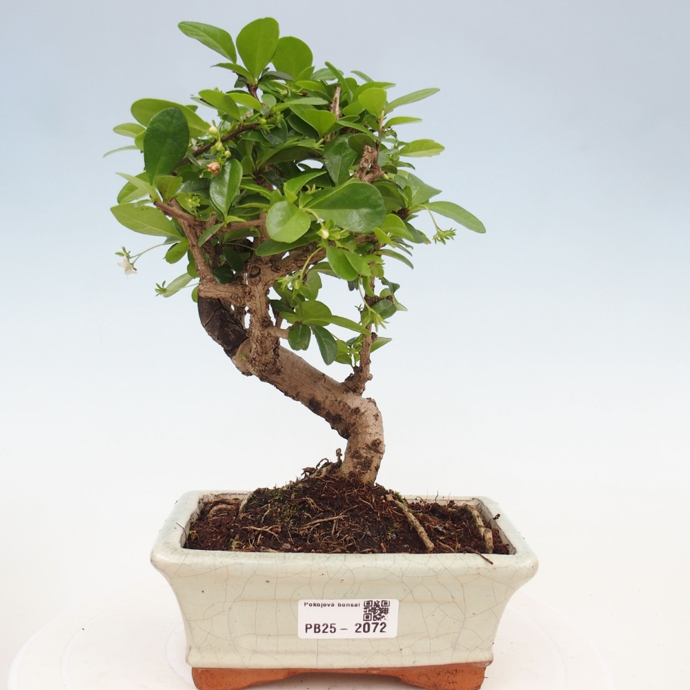 Izbová bonsai - Carmona macrophylla - Čaj fuki
