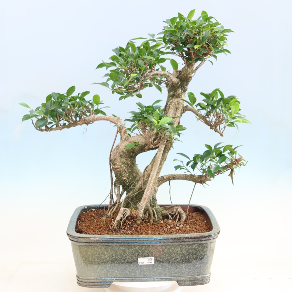 Izbové bonsaje - Ficus kimmen - drobnolistý fikus