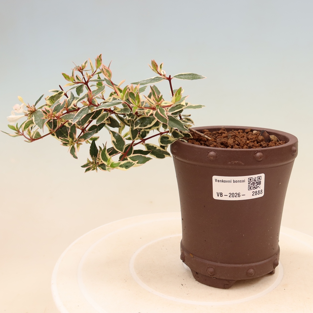 Vonkajší bonsai – Abelia gr. Confetti – Abélie veľkokvetá