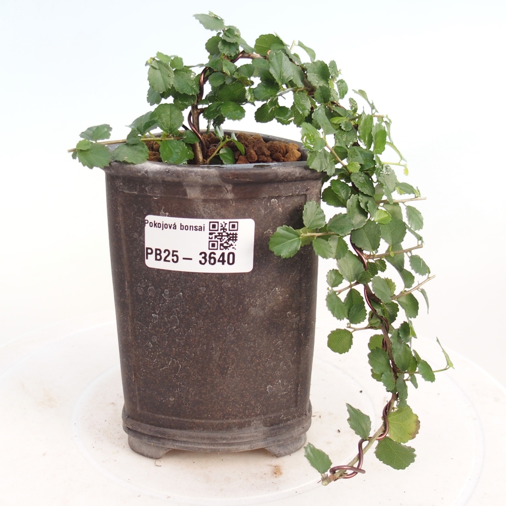 Izbový bonsaj - Grewia sp. - Grewia malafolia