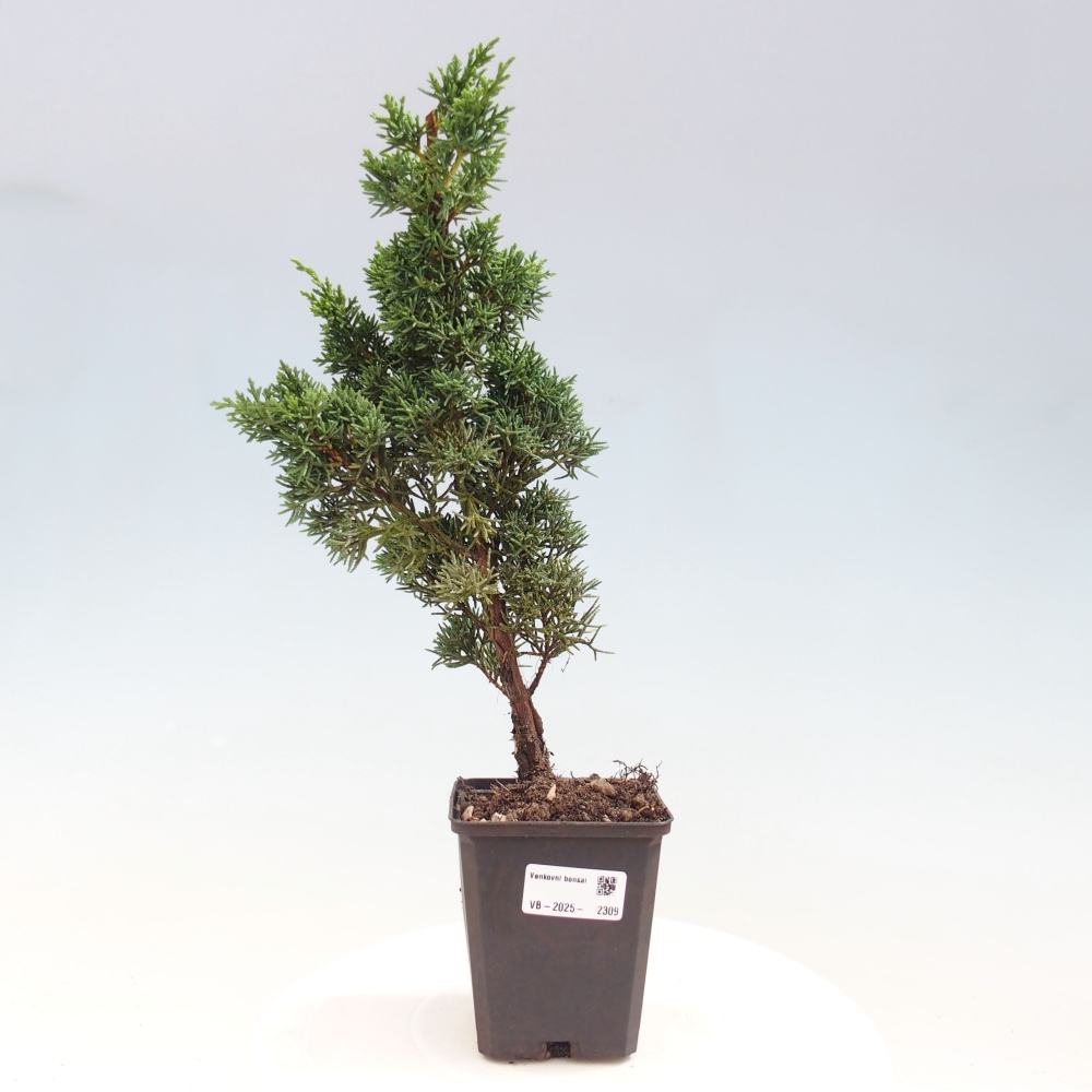 Vonkajšie bonsai - Juniperus chinensis Kishu -Jalovec čínsky