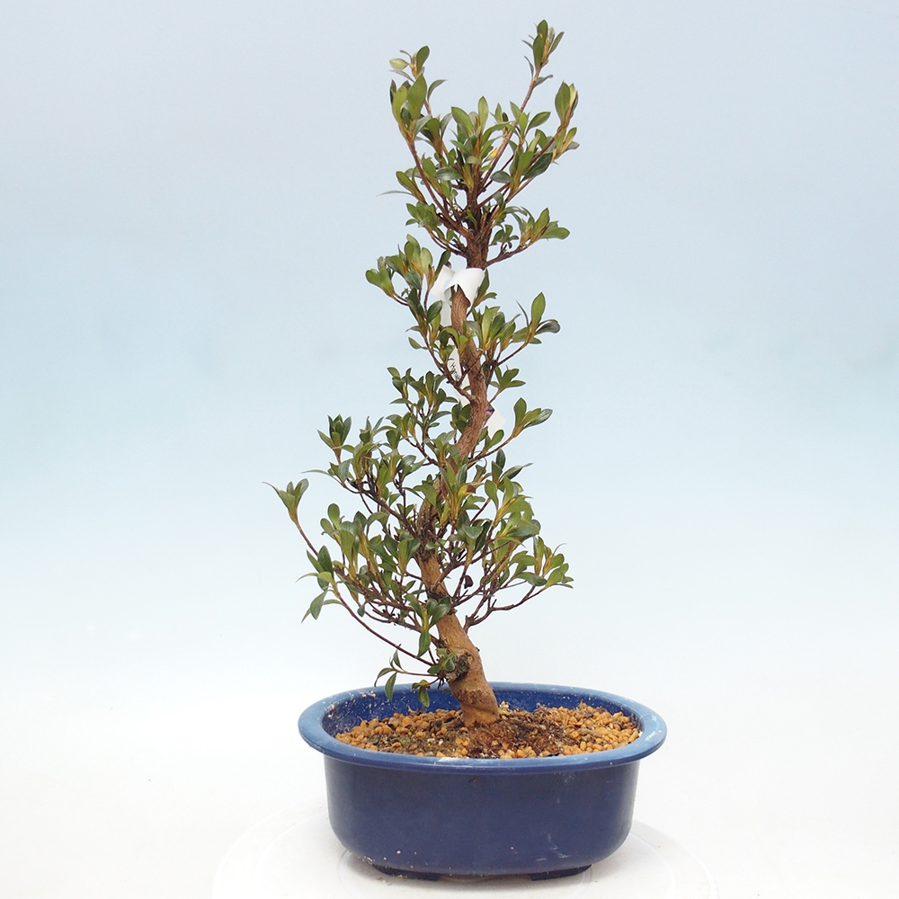 Vonkajšie bonsaje - Japonské azalky - Azalea HANABIN