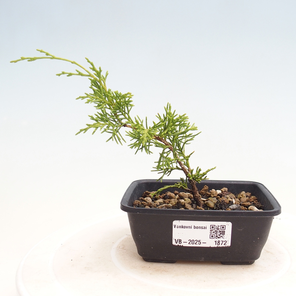 Vonkajší bonsai - Juniperus chinensis Itoigawa -Jalovec čínsky