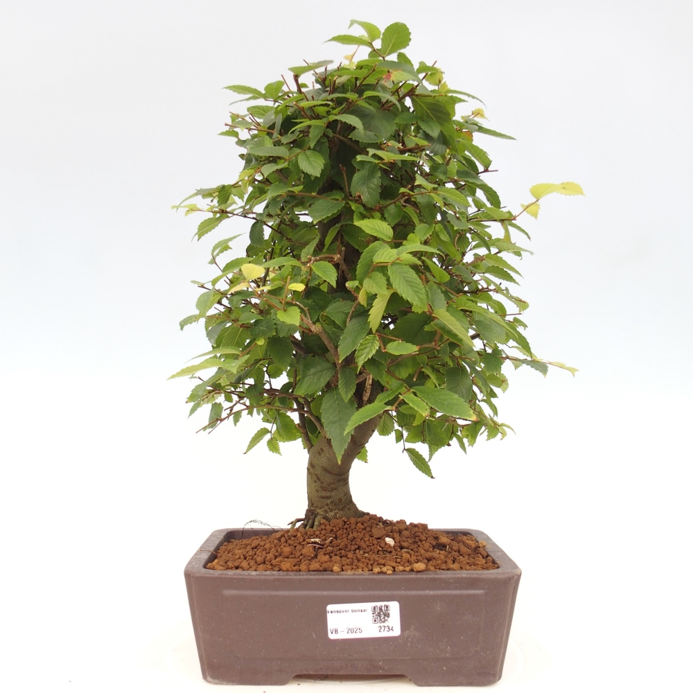 Vonkajšie bonsai - Zelkova - Zelkova serrata
