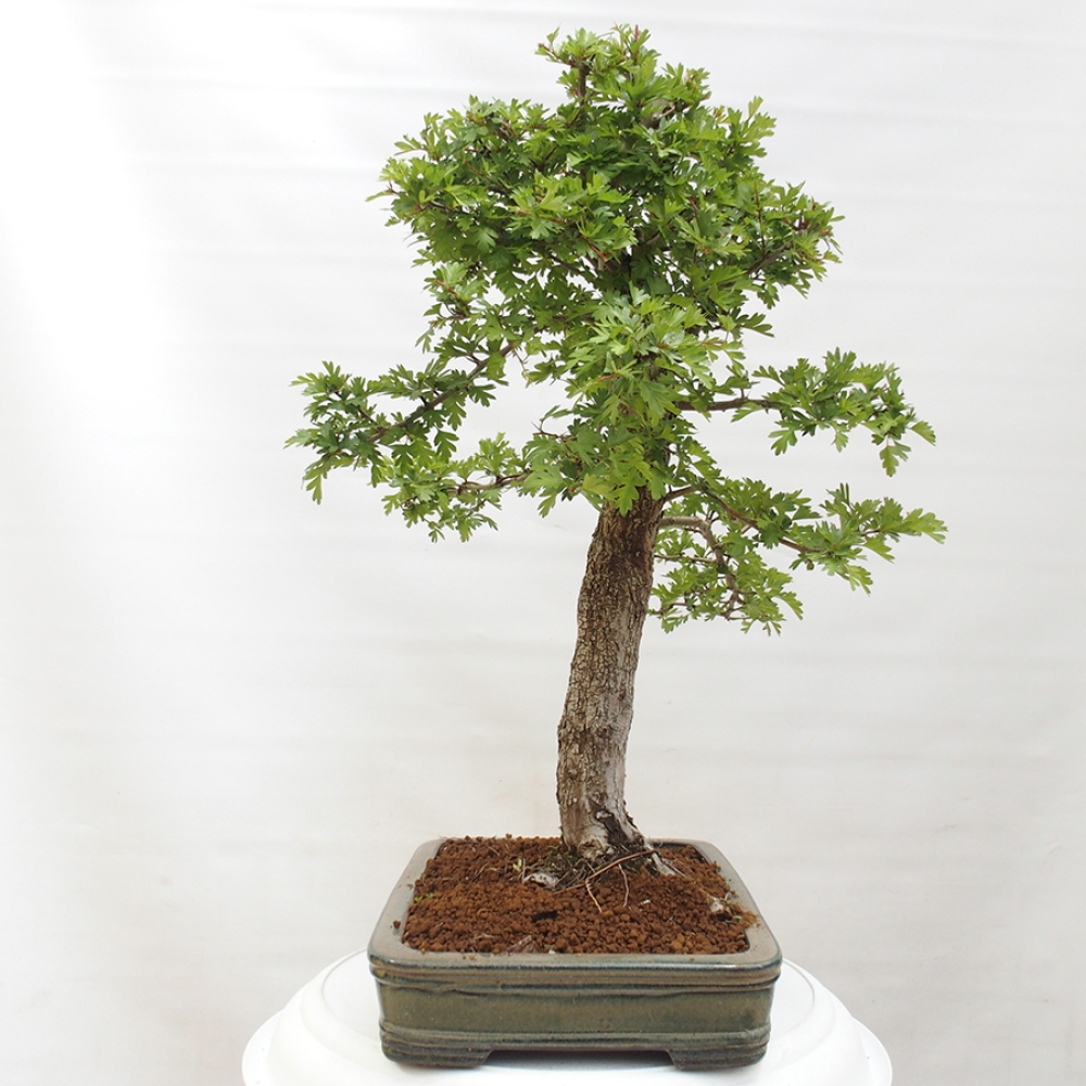 Vonkajší bonsai - Hloh - Crataegus monogyna
