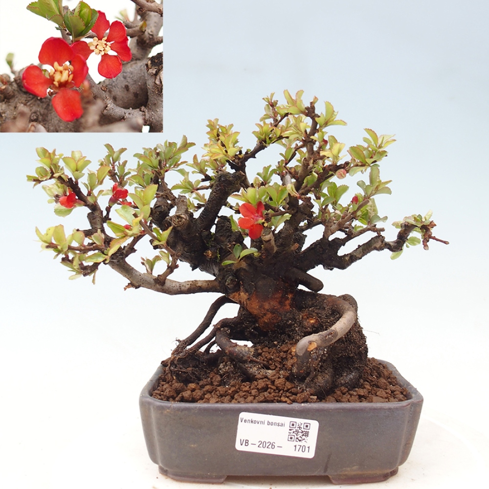 Vonkajšie bonsaje - Chaneomeles speciosa - Kdoule