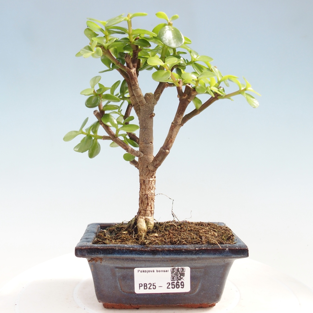 Izbová bonsai - Portulakaria Afra - Tlustice