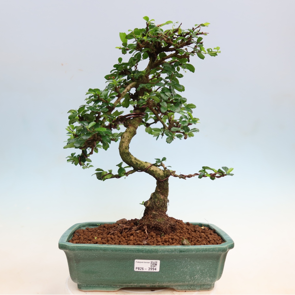 Izbové bonsaje - Carmona macrophylla - Tea fuki