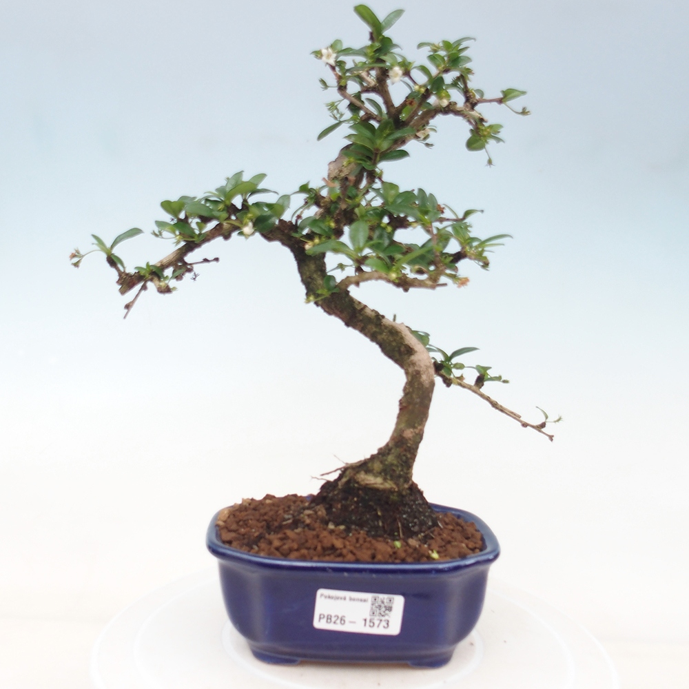 Izbové bonsaje - Carmona macrophylla - Tea fuki